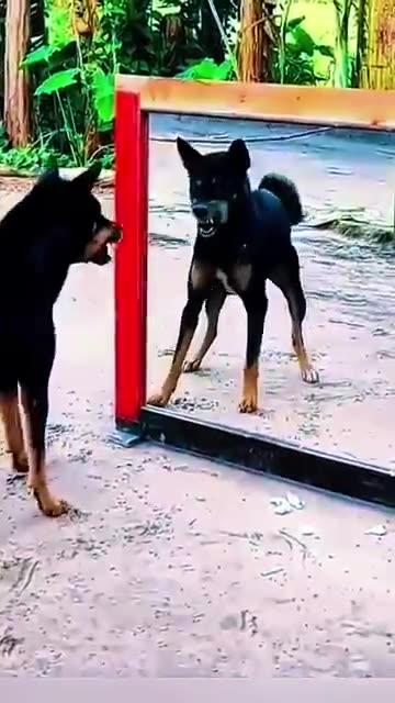 dog funny video Dog loves love. Squirrel wants emojis. 💥🍌🐾🎉