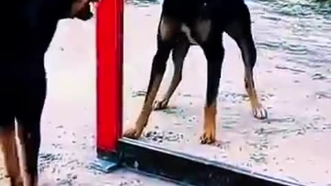 dog funny video Dog loves love. Squirrel wants emojis. 💥🍌🐾🎉