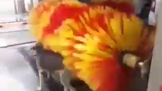 Video of a DOG enjoying a CAR WASH