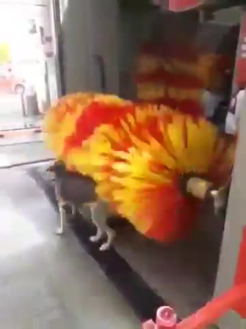 Video of a DOG enjoying a CAR WASH