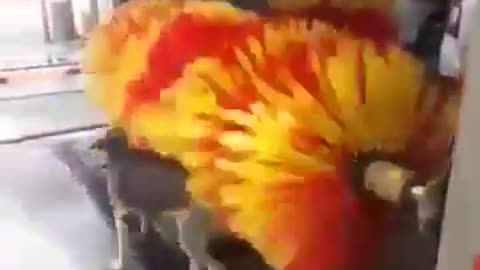Video of a DOG enjoying a CAR WASH
