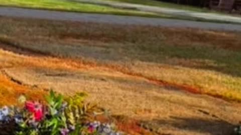 FAMOUS GRAVES - VOL. 386: JIMMY CARTER