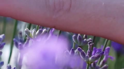 Lavender: More Than a Pretty Scent