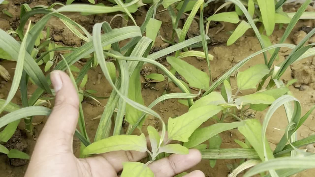 My Terrace Kitchen Garden
