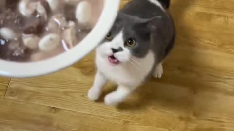 Cat： Mom, hurry up and give me food, give it to me quickly
