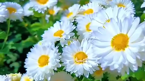 All videos