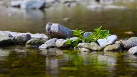 Relaxation // Up Close Flowing river with natural Forest Sound
