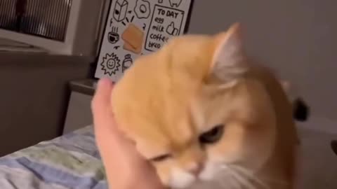 Cat Lovers
