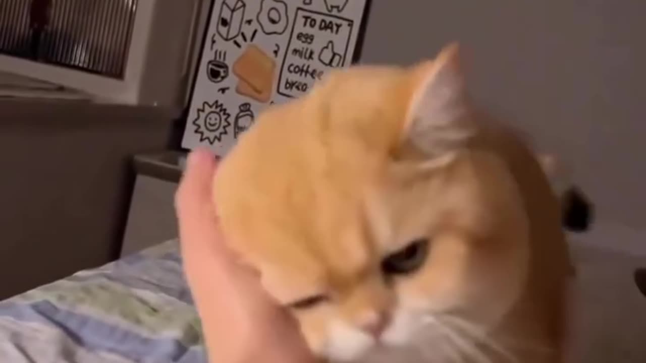 Cat Lovers