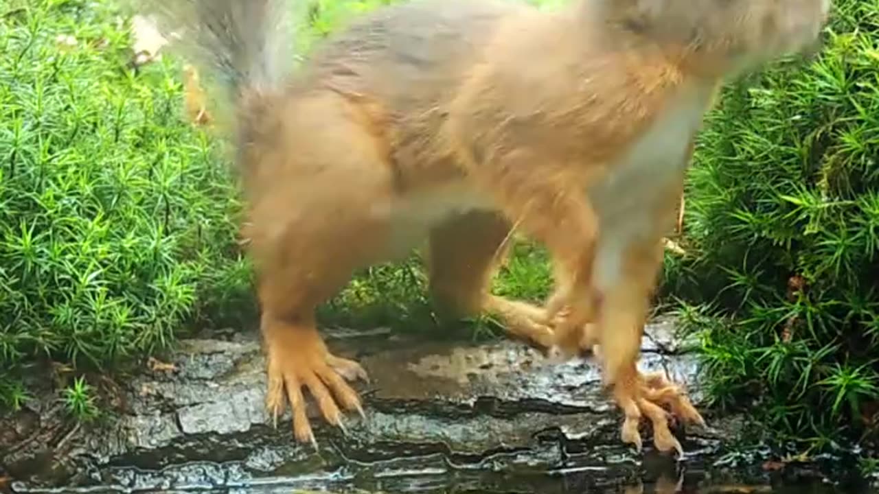 Animals video