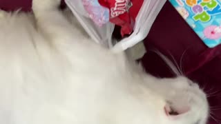 Cat cat