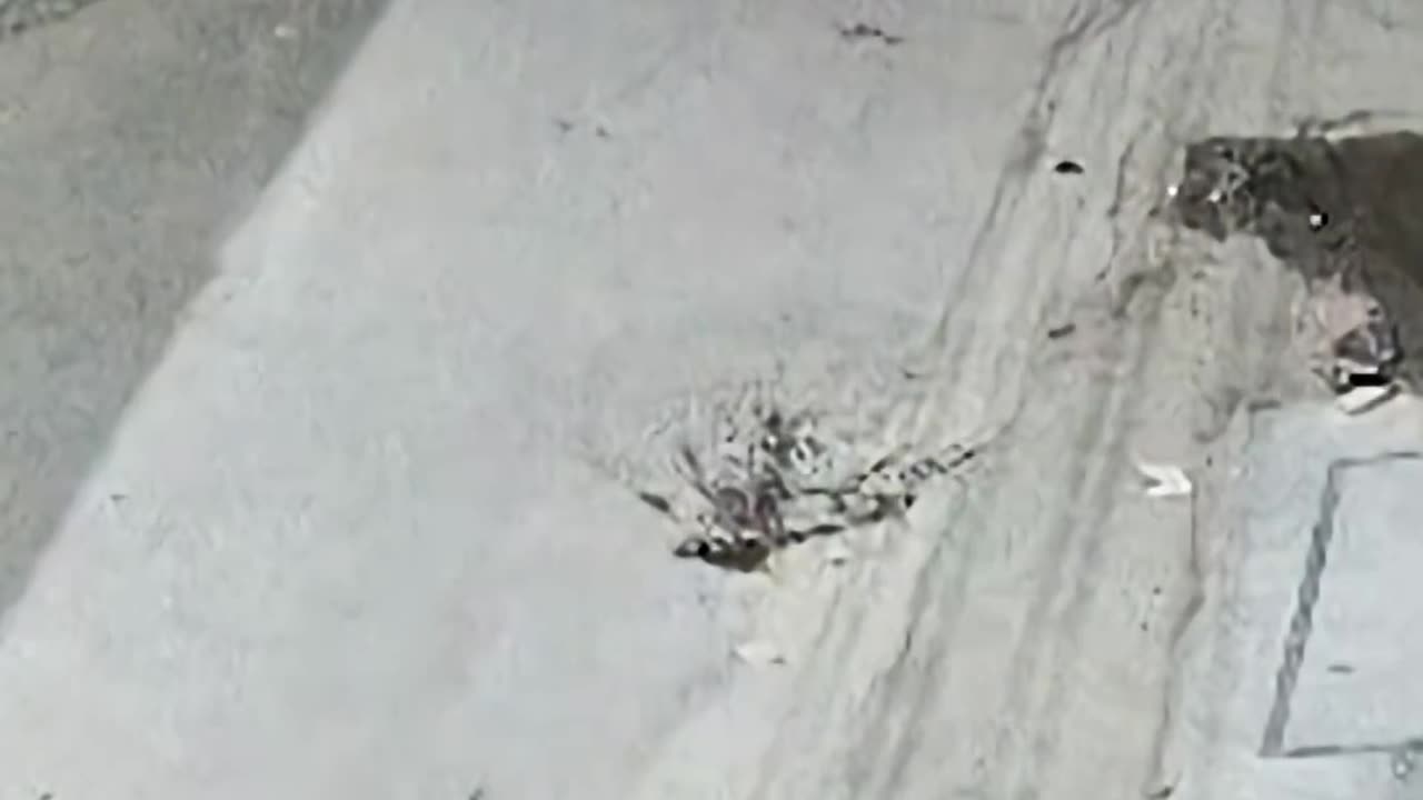 lion attacks mother and two children in Pakistani zoo! Underfed?