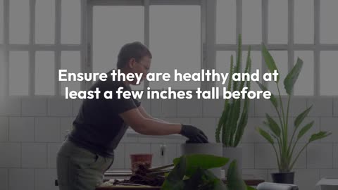 Alocasia Polly Propagation