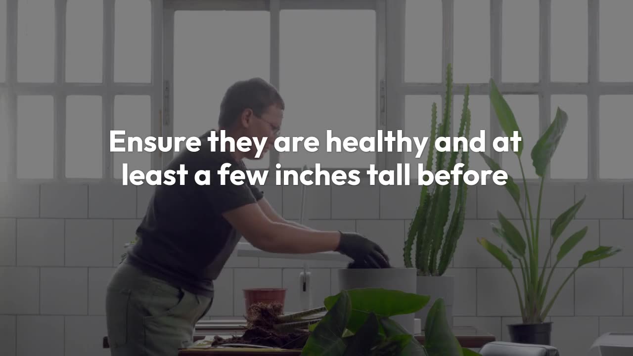 Alocasia Polly Propagation