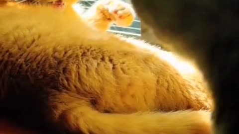 When you're a hot and sassy kitty. But you're 35+