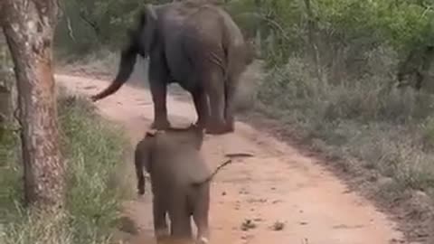😂🐘 I Am a Baby First and Then an Elephant... OK!!! | FunFM
