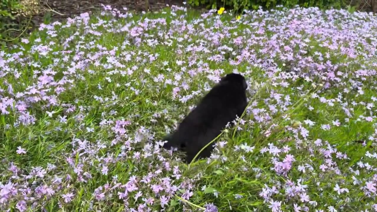 Puppies 17 Day old German Shepherds