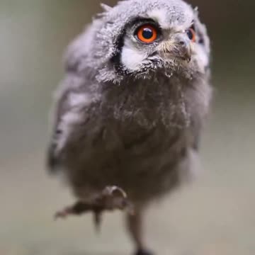 Little owl.. 😊