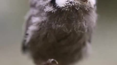 Little owl.. 😊