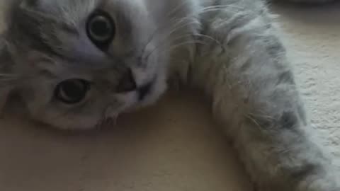 This Little Cat is Just Chilling — Doing Absolutely Nothing