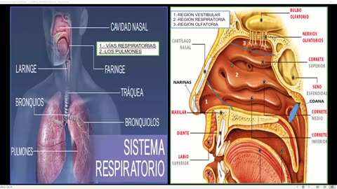 SAVIA REGULAR 2025 | Semana 07 | Anatomía