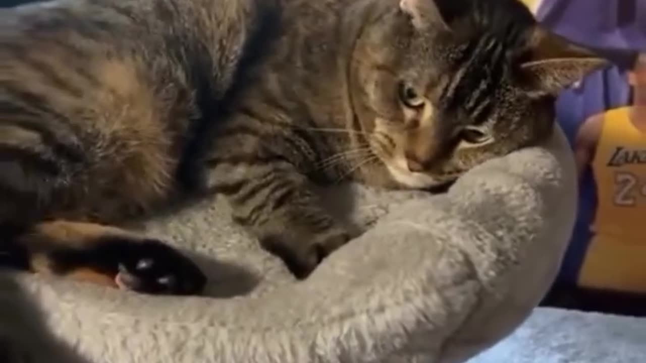 Funny Animal Videos 12