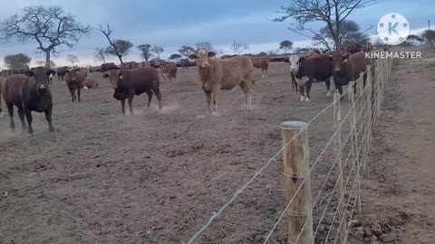 Harsh realities of having permaculture dreams in Africa. can my dreams even survive this place?