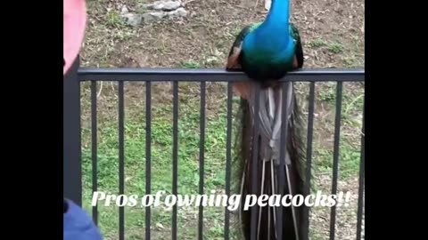 Pros of owning peacocks