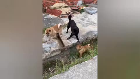 funny animals videos of 2025 part.17