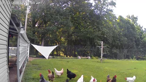 Shady Chicken Yard(1)!