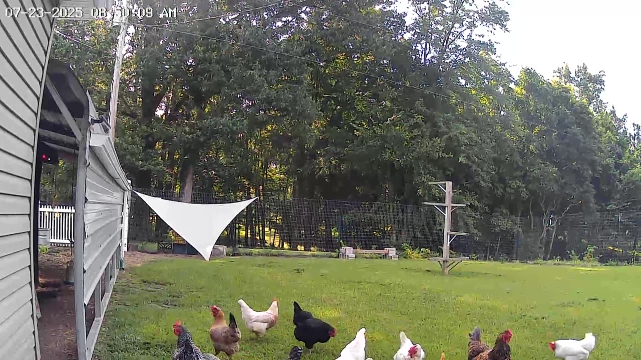 Shady Chicken Yard(1)!