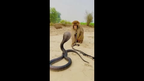 BIG COBRA KING AND MONKEY 🐒