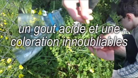 03- Hommeidha ou les 1èrs signes du printemps