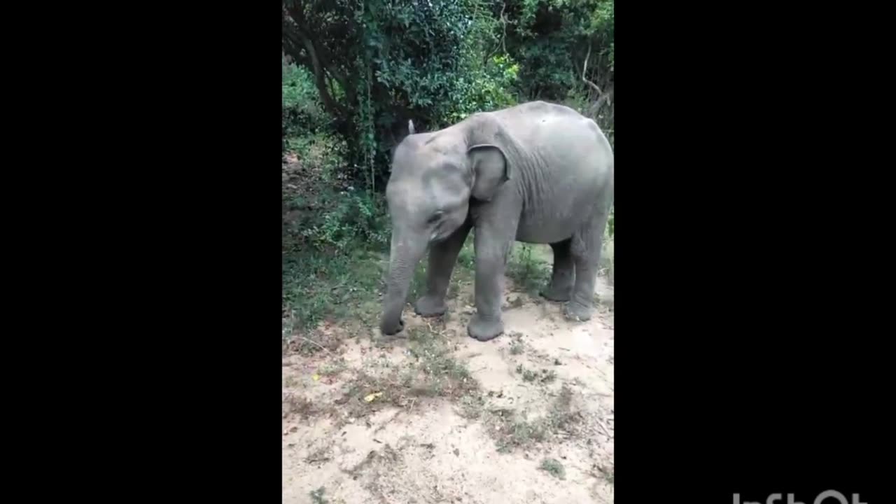 Look, a herd of three elephants.🥰🥰😍😍💞💞❤️❤️❤️❤️👍👍👍