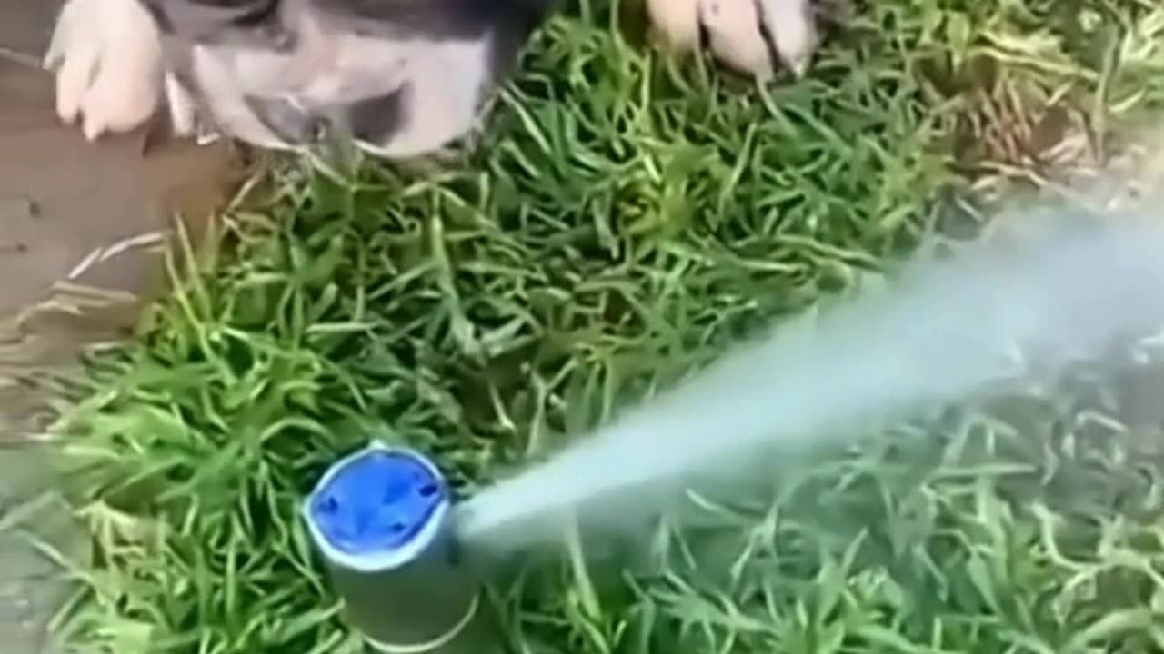 FUNNY ANIMAL COMPILATIONS - PART 68