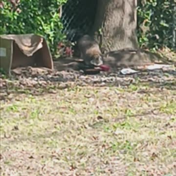 Raccoon eating