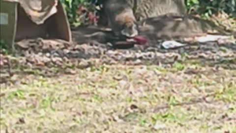 Raccoon eating