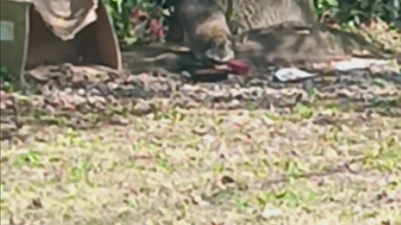 Raccoon eating