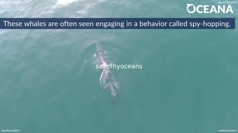 Minke Whales Curious Cetaceans Oceana