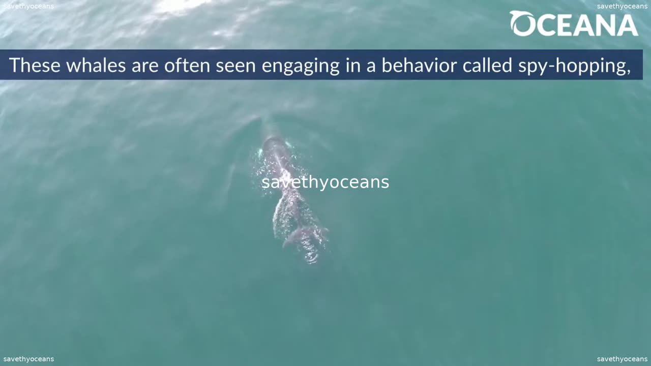 Minke Whales Curious Cetaceans Oceana