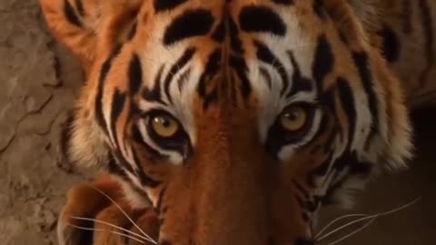 Beautiful tiger filmed