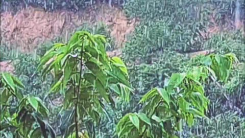 Real rain sounds, recorded on location in a natural forest. No AI.