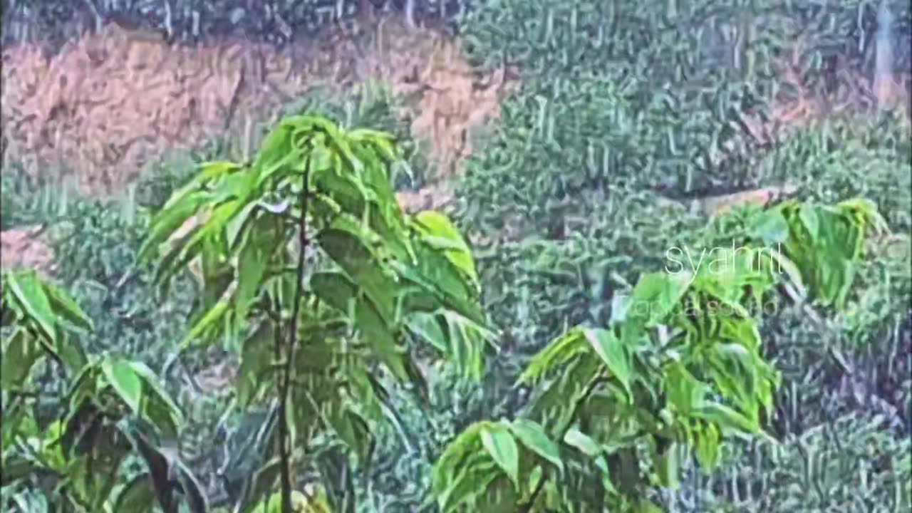 Real rain sounds, recorded on location in a natural forest. No AI.