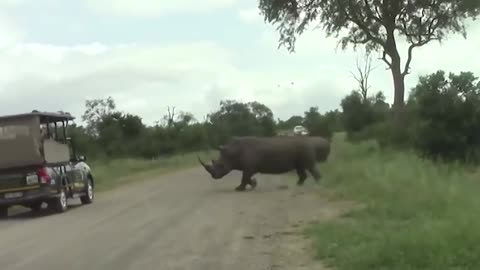 Funny Animal Videos 😂 Incredible-Safari-Moments-Caught-on-Came_Media