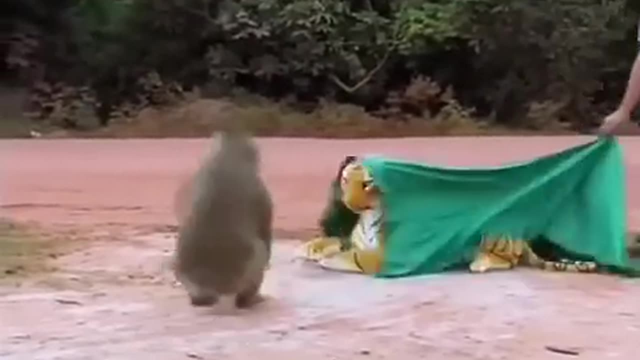animals funny shorts