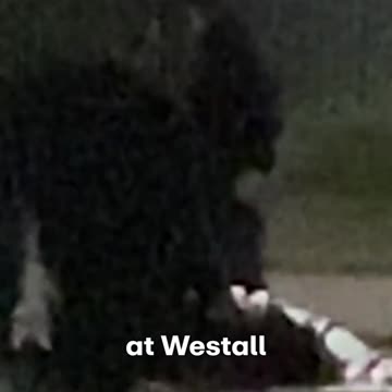 Man charged with murder of pregnant couple in Melbourne's east 9 News Australia