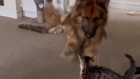 cute pet funny video #shorts #shortvideos