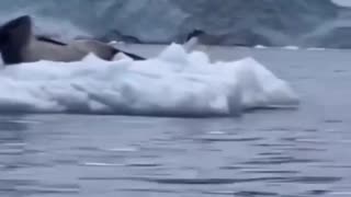 😂🐾 You Won't Believe This Hilarious Animal Moment! | FunFM