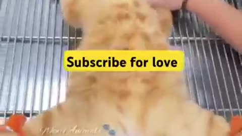 THIS MAKES ME CRY ll CAT NEED HELP