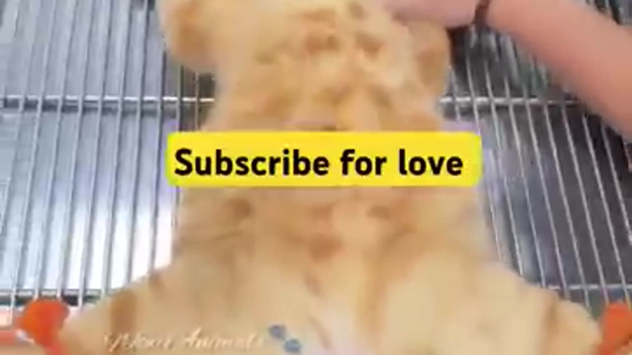 THIS MAKES ME CRY ll CAT NEED HELP